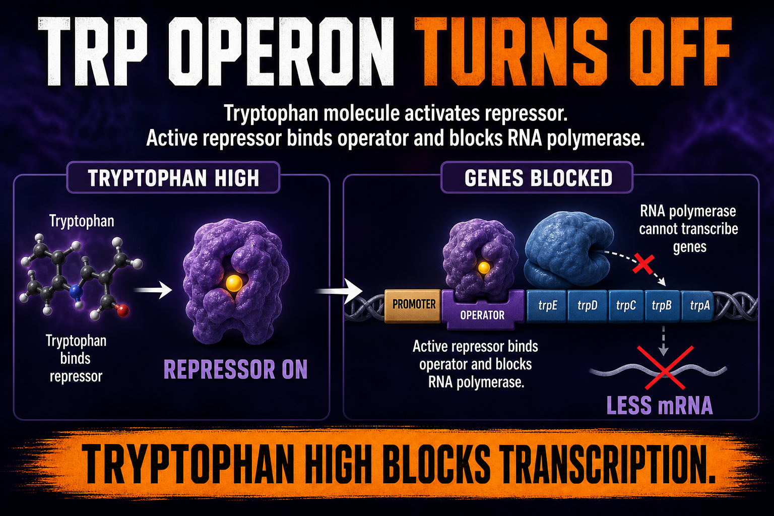 Trp Operon Repressible AP Biology Trp operon repressible AP Biology diagram showing tryptophan activating repressor and blocking transcription