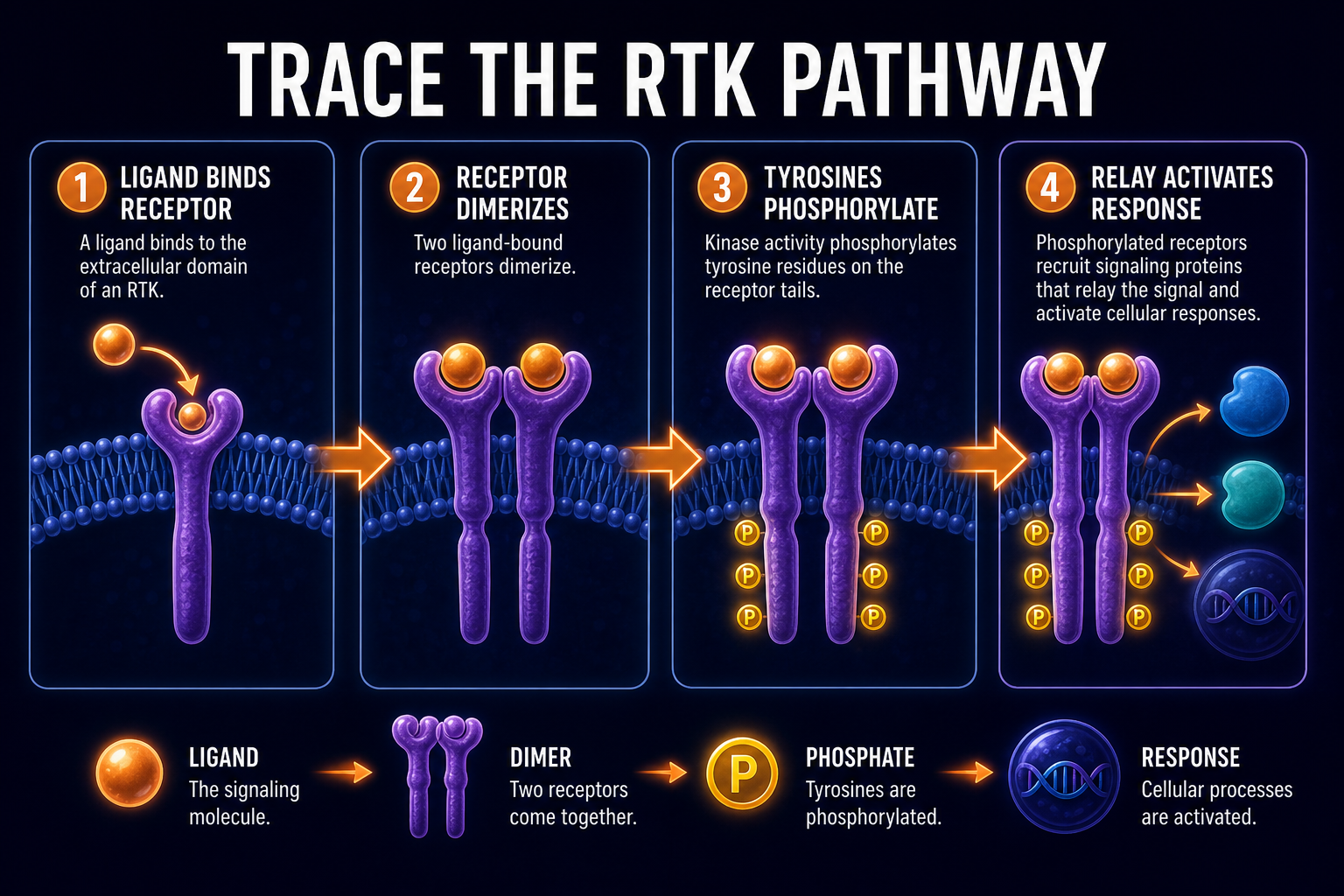 AP Biology RTK FRQ infographic showing how to trace ligand binding, receptor dimerization, tyrosine phosphorylation, and cellular response