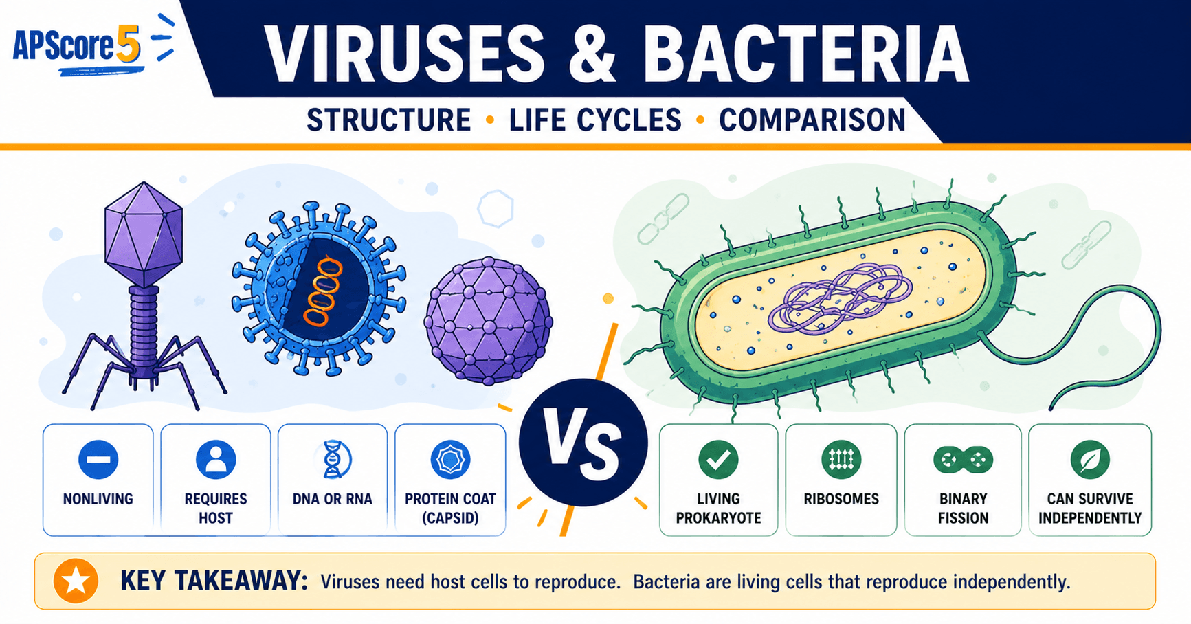Virus vs bacteria structure