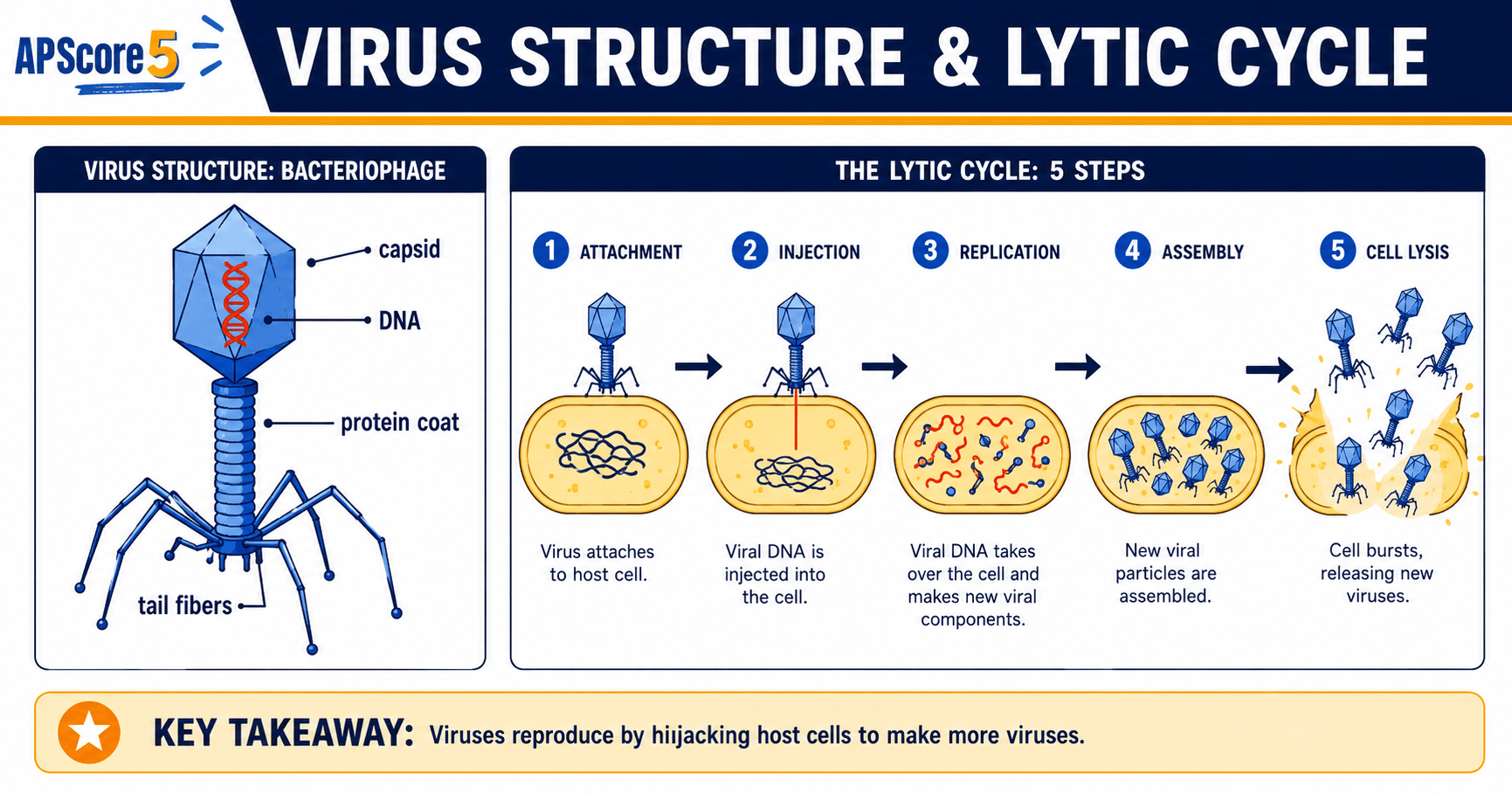Bacteriophage lytic cycle
