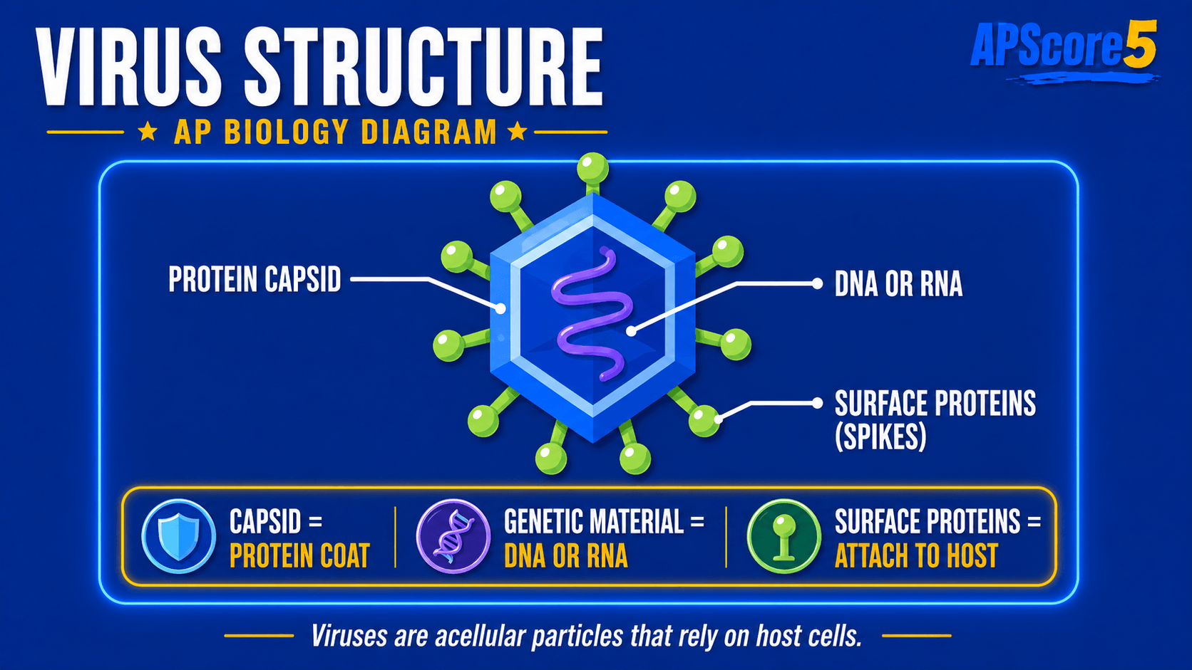 Virus structure diagram