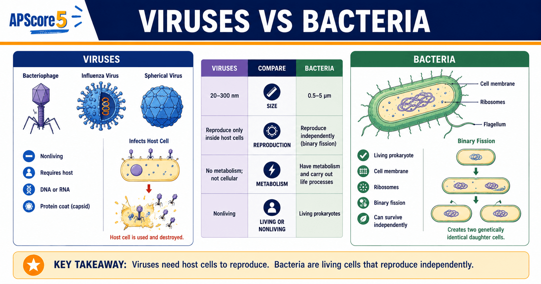 Viruses vs bacteria AP chart