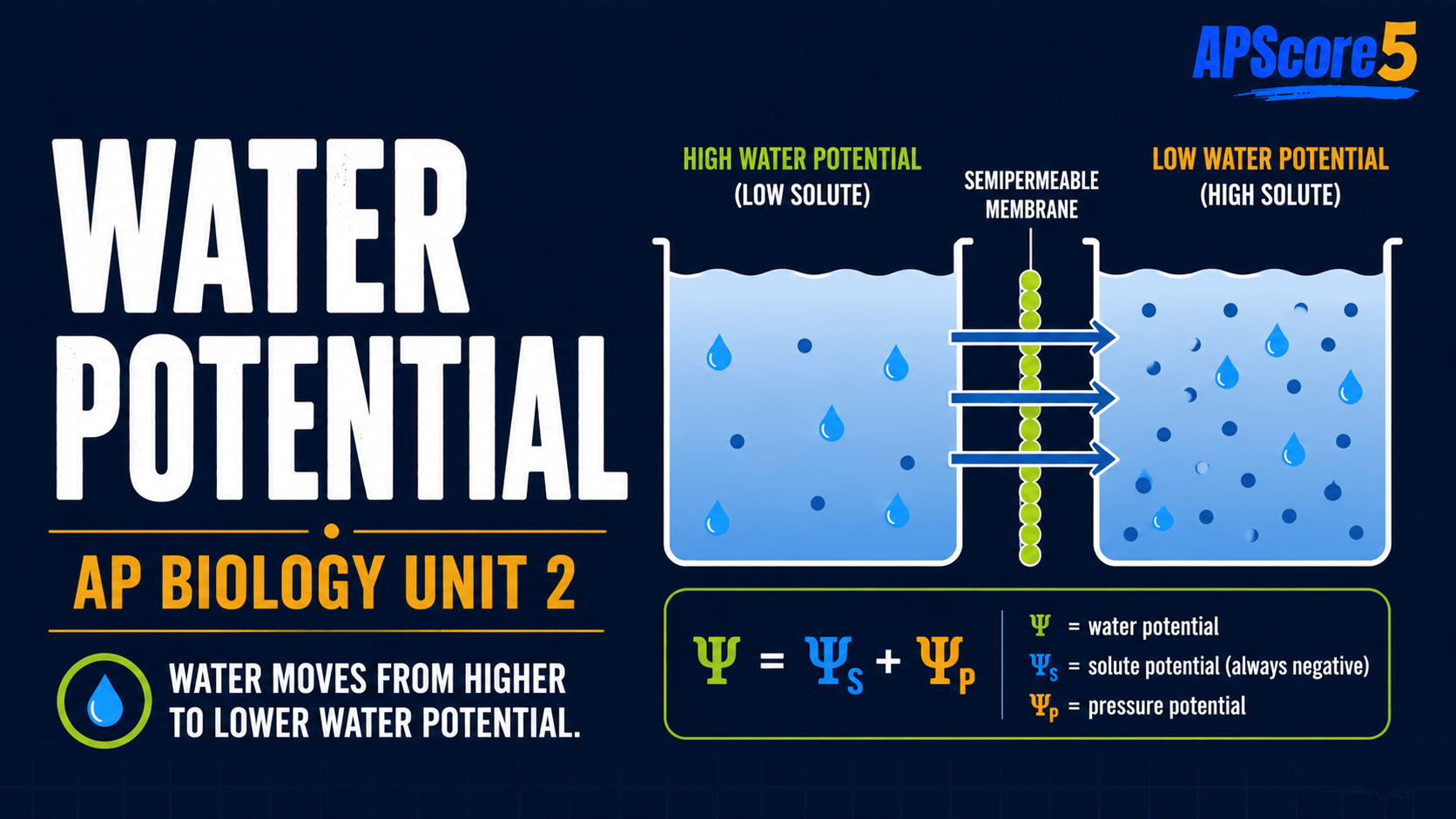 Water potential high to low Ψ
