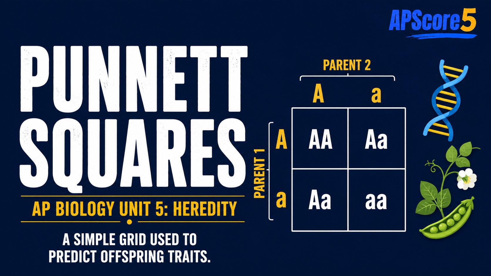 Punnett squares overview chart