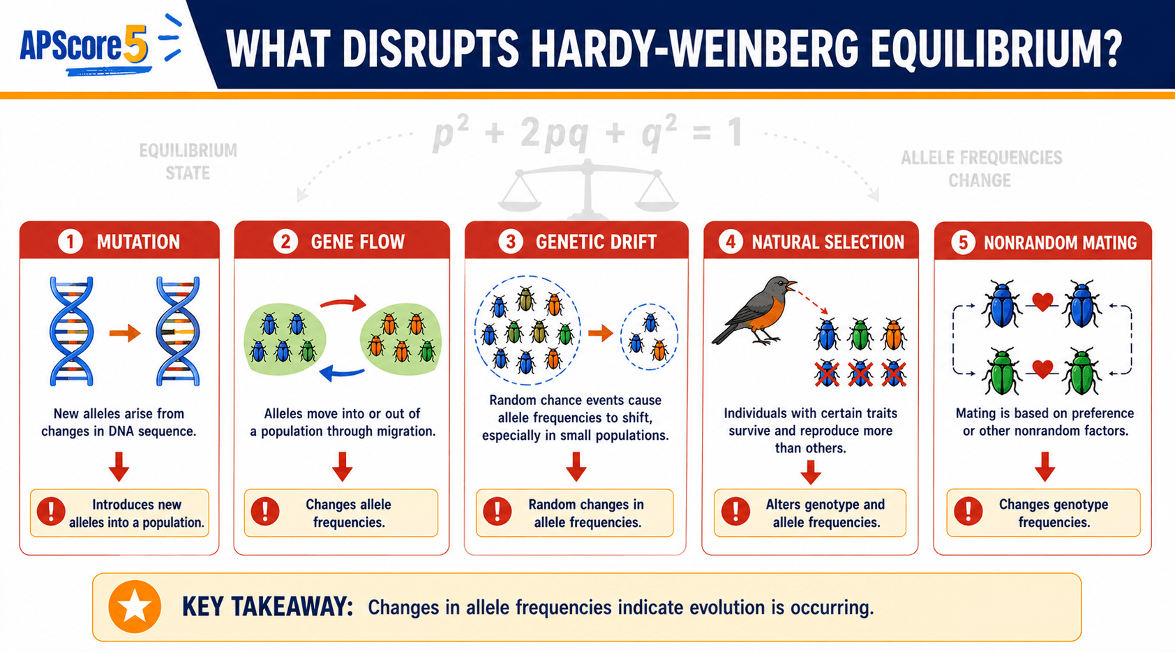 HW equilibrium vs evolution