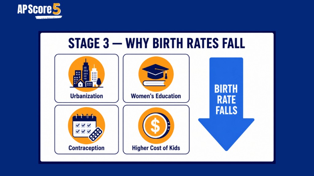 birth rates fall stage